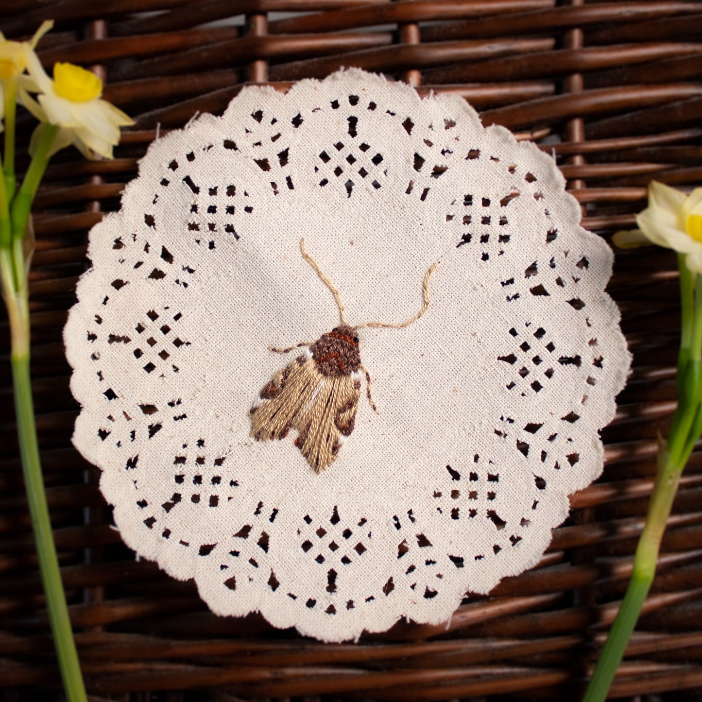 Wood-Colored Apamea Embroidered Moth