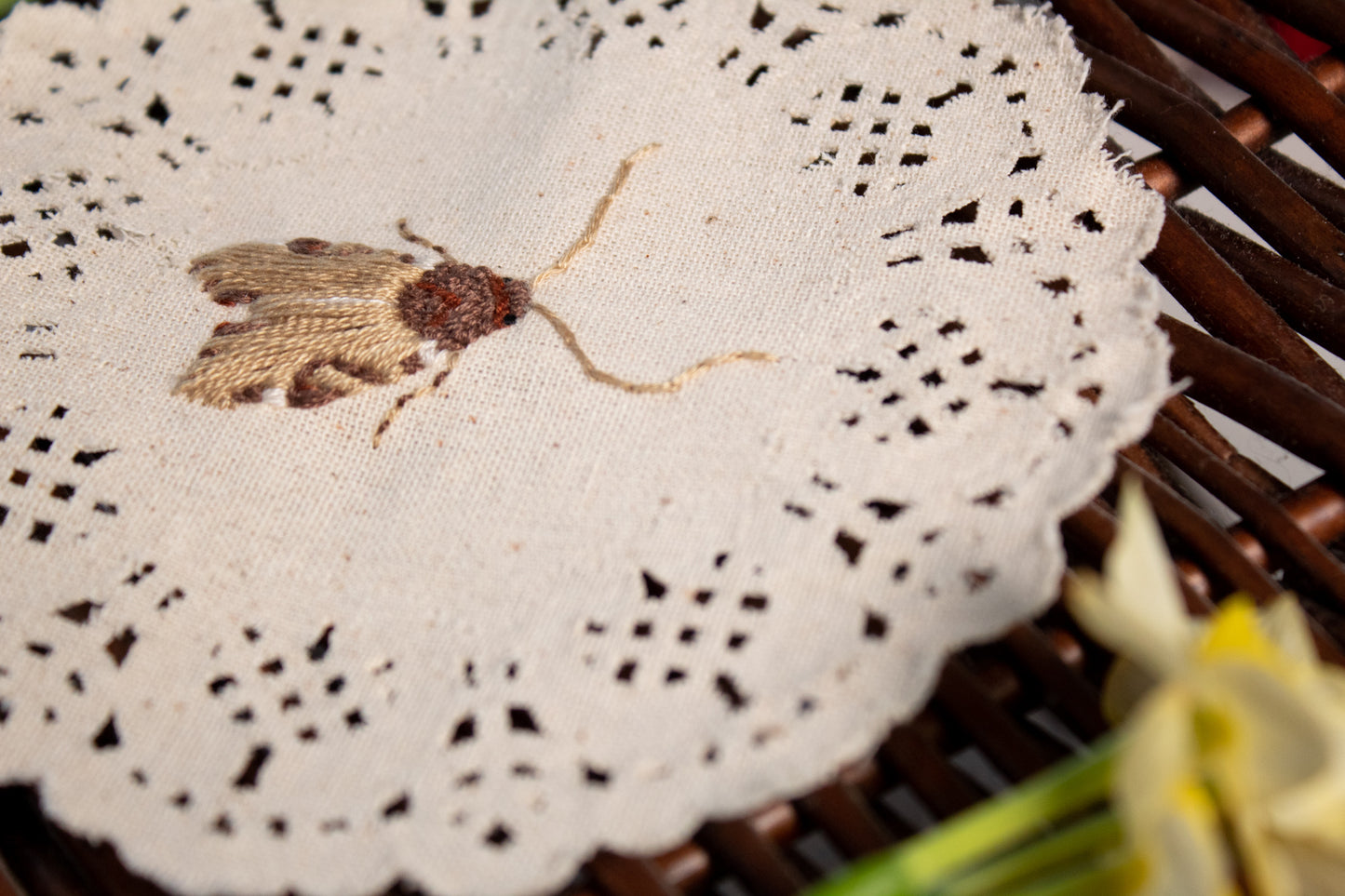 Wood-Colored Apamea Embroidered Moth