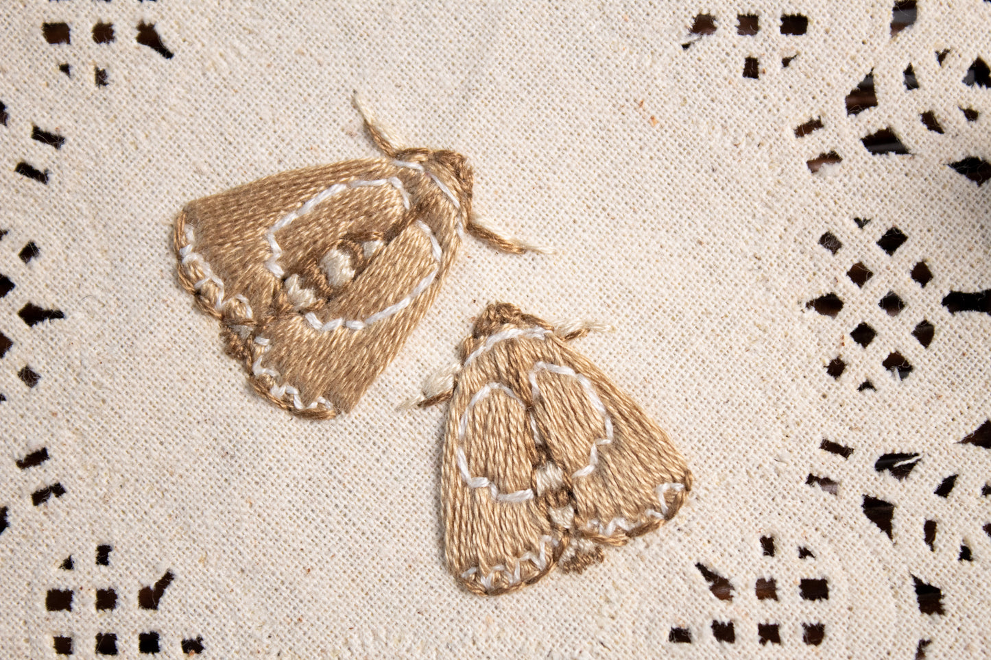 Lettered Habrosyne Embroidered Moths