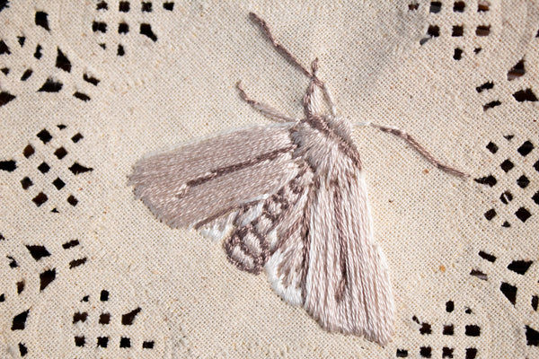 Common Gluphisia Embroidered Moth
