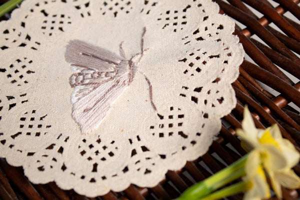 Common Gluphisia Embroidered Moth