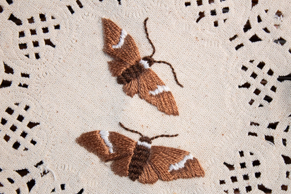 Broad Banded Skipper Embroidered Moth