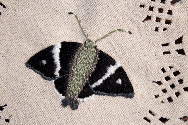 Spike Banded Skipper Embroidered Moth