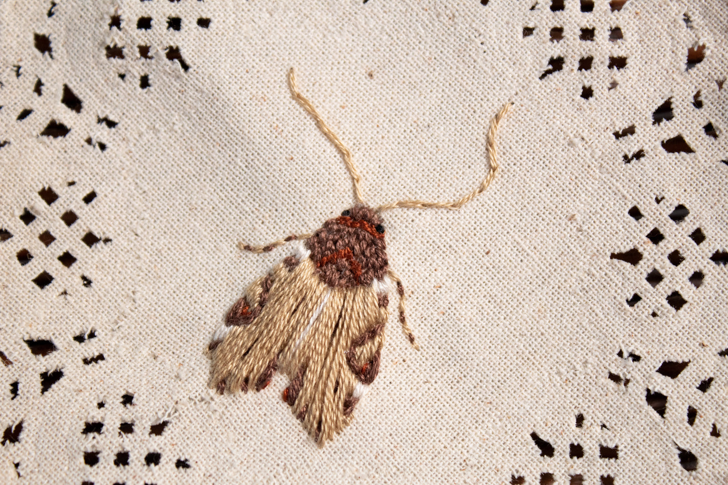 Wood-Colored Apamea Embroidered Moth