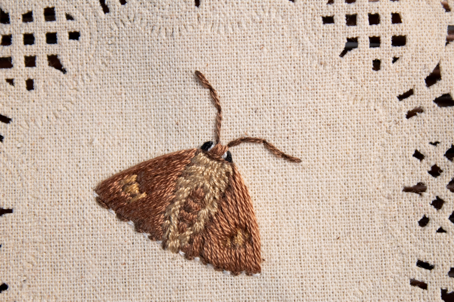 Silver Spotted Skipper Embroidered Moth